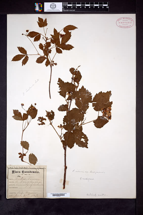 Image of Rubus michiganensis