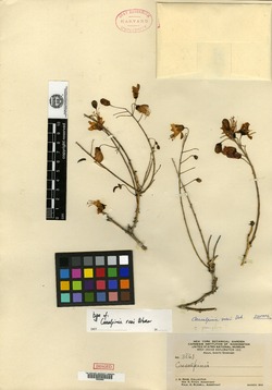 Image of Caesalpinia rosei