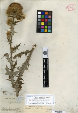 Cirsium rhaphilepis image
