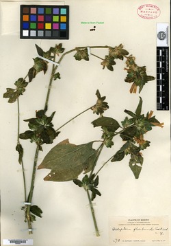 Dicliptera floribunda image