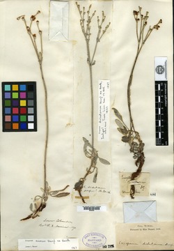 Eriogonum niveum image