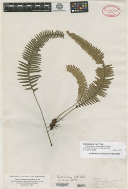 Polypodium leucolepis image