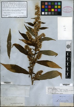 Image of Solidago lancifolia