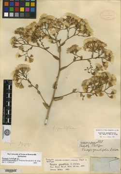 Image of Acourtia grandifolia