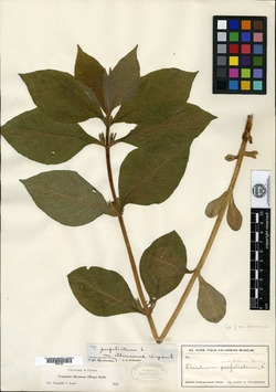 Triosteum perfoliatum var. illinoense image