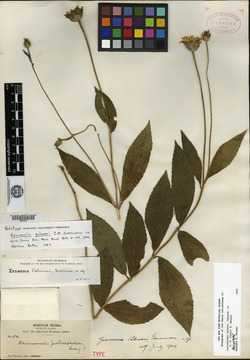 Image of Lasianthaea palmeri
