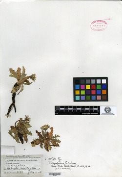 Image of Taraxacum olympicum