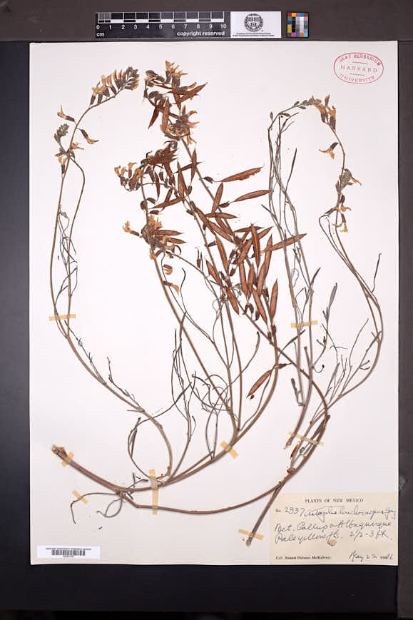 Astragalus lonchocarpus image