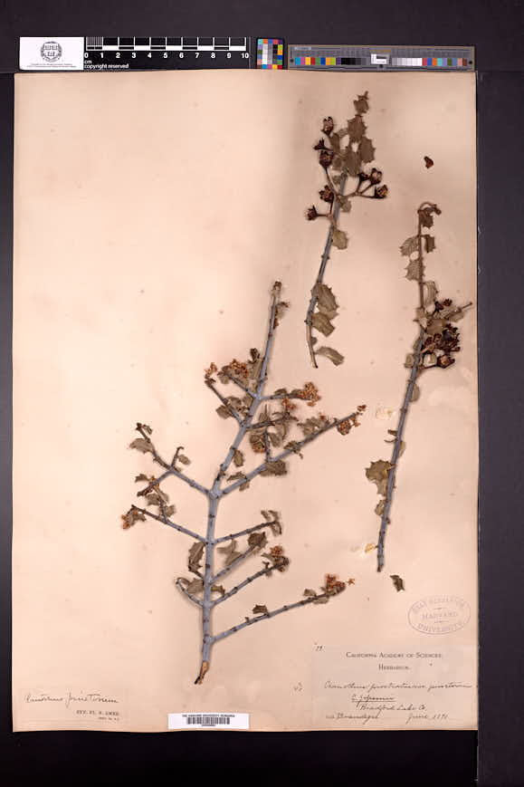 Image of Ceanothus pinetorum