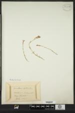 Dianthus deltoides image