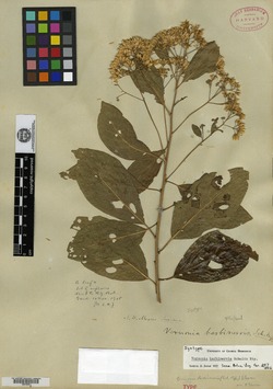 Image of Vernonia barbinervis
