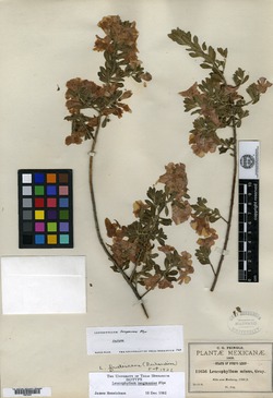 Image of Leucophyllum langmaniae