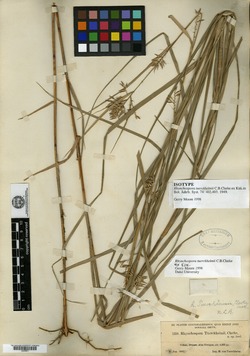 Rhynchospora tuerckheimii image