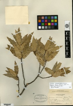 Image of Quercus devia
