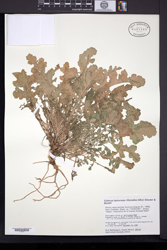 Coincya rupestris subsp. leptocarpa image
