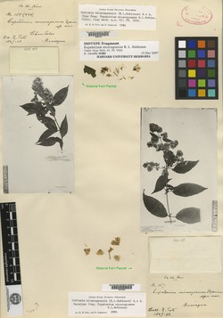 Image of Critonia nicaraguensis