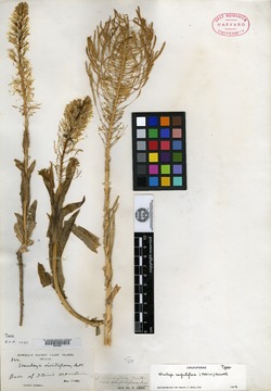 Stanleya viridiflora var. confertiflora image