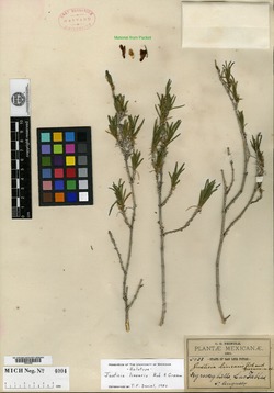 Image of Justicia linearis