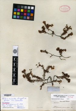 Image of Kalmia ericoides