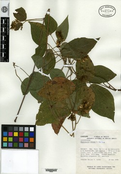 Rhynchosia elisae image