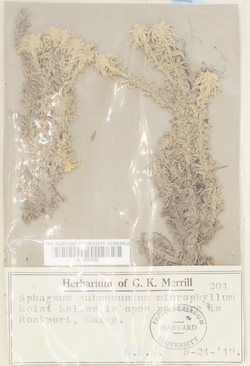 Sphagnum subsecundum var. microphyllum image