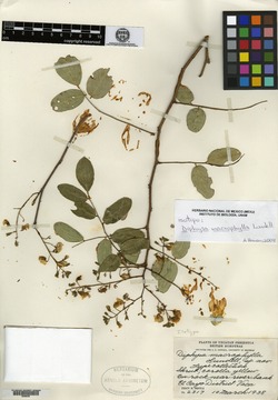 Diphysa macrophylla image