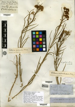 Asclepias verticillata var. subverticillata image