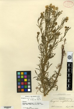 Erigeron oreophilus image