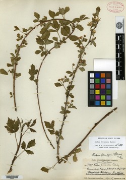 Rubus pernagaeus image