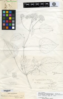 Fleischmannia plectranthifolia image