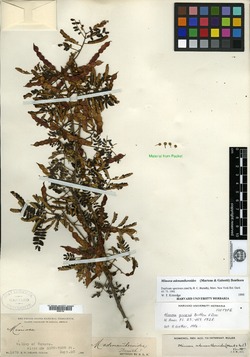 Image of Mimosa adenantheroides