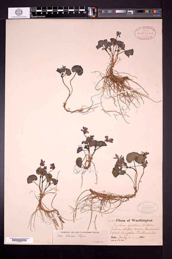 Viola flettii image