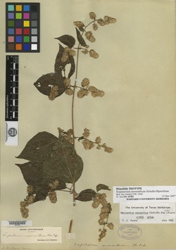Image of Eupatorium monanthum