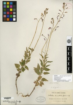 Image of Lobelia aurita