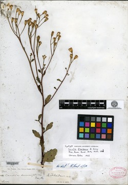 Image of Cacalia floridana