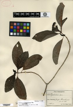 Psychotria glabrata image