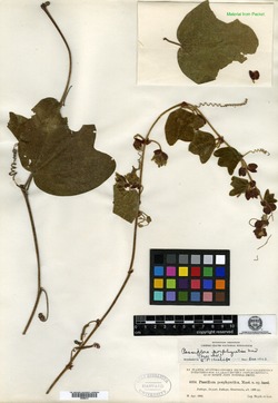 Passiflora porphyretica image