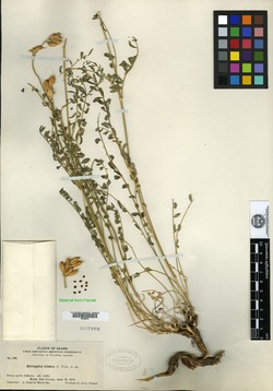 Astragalus adanus image