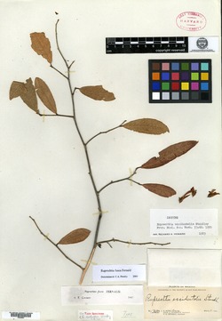 Image of Ruprechtia occidentalis