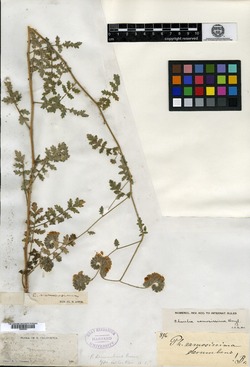 Image of Phacelia decumbens