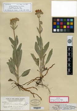 Image of Arnica lanulosa
