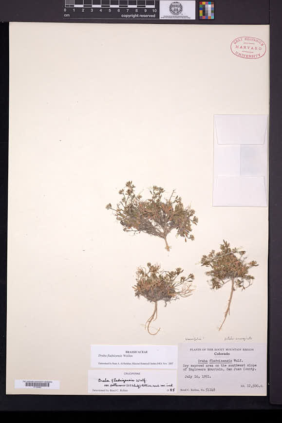 Draba fladnizensis var. pattersonii image
