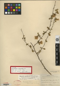 Image of Anastraphia paucifloscula
