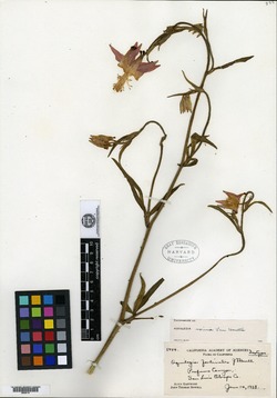 Image of Aquilegia fontinalis