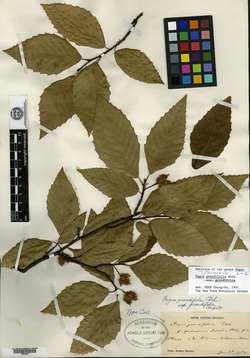 Fagus grandifolia subsp. grandifolia image