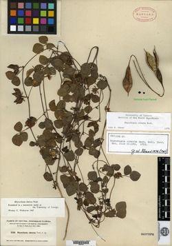 Image of Rhynchosia cinerea