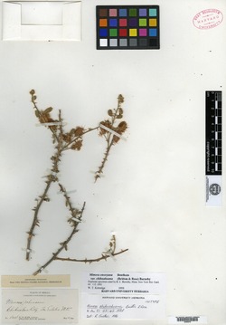 Image of Mimosa chihuahuana