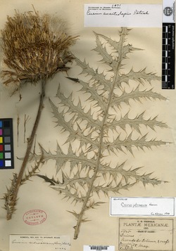 Image of Cirsium jaliscoense