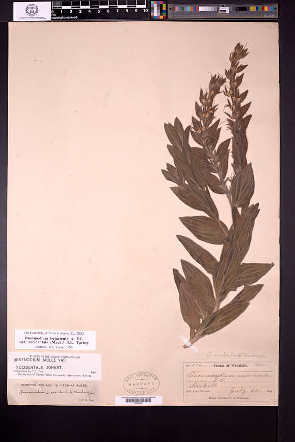 Lithospermum occidentale image