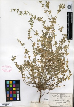 Image of Galium hystricocarpum